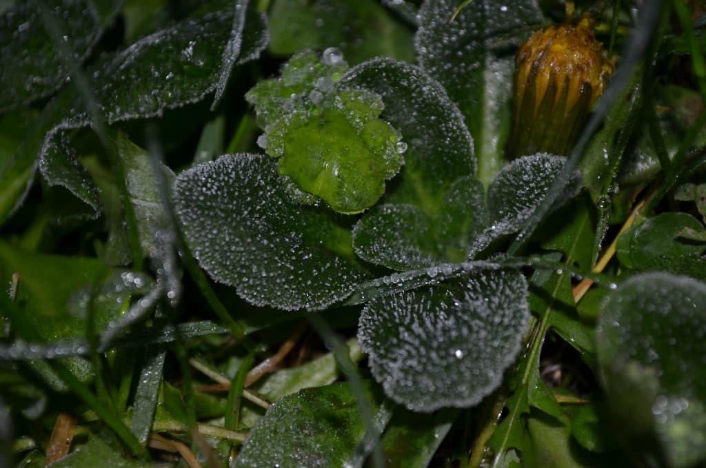 Gelée blanche 