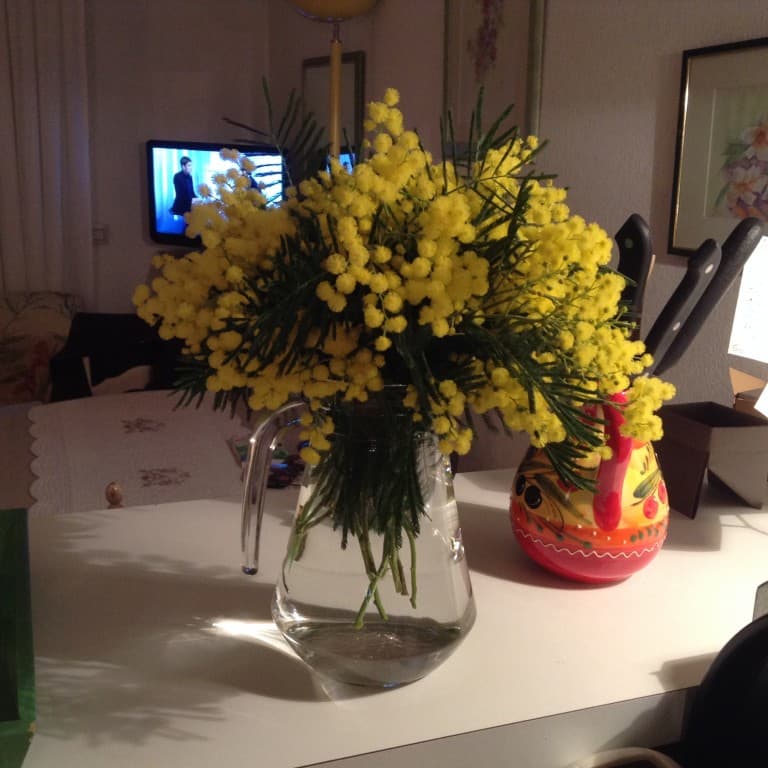 Le mimosa est déjà en fleurs ! du jamais vu... 