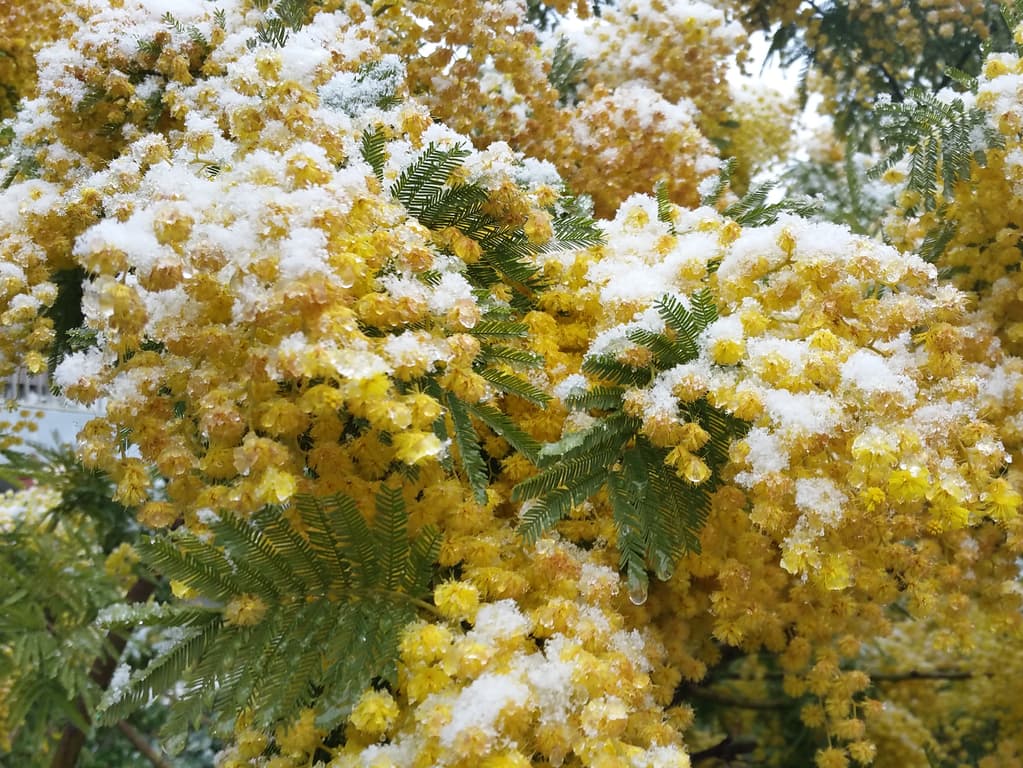 Mimosa glacé