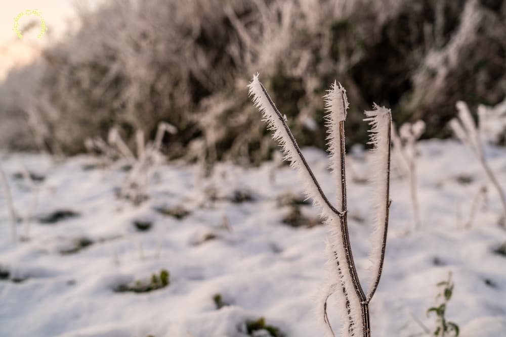 Givre conséquent