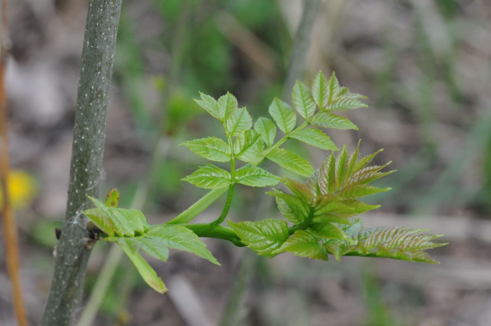 Image d'illustration pour Hiver doux : les frênes n'ont pas fleuri ?